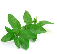Peppermint Leaves